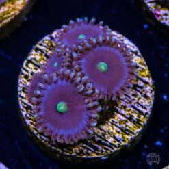 WWC Blue Watermelon Zoanthids