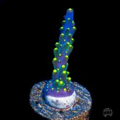 WWC Blueberry Fields Acropora