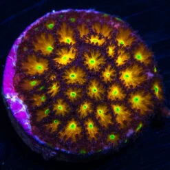 WWC Burning Leptastrea