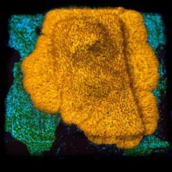 WWC C3PO Lithophyllon Coral -Coral Shop WWC C3PO Lithophyllon 01256 SM c1515d14 292a 4c98 9c17 81aad4076bec