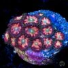 WWC Candy Stripe Zoanthids 1 WWC Candy Stripe Zoanthids -Coral Shop WWC Candy Stripe Zoanthids