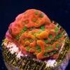 WWC Cherry Tree Montipora Coral -Coral Shop WWC Cherry Tree Montipora