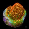 WWC Close Encounter Stylocoeniella Coral -Coral Shop WWC Close Encounter Stylocoeniella