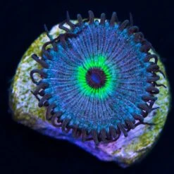 David Blaine Palythoas