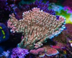 WWC Dirty Love Dreams Acropora 9 WWC Dirty Love Dreams Acropora -Coral Shop WWC Dirty Love Dreams Acropora 08593 SM 742ce564 dc20 42fa a6c4 7eaf433f3f6f