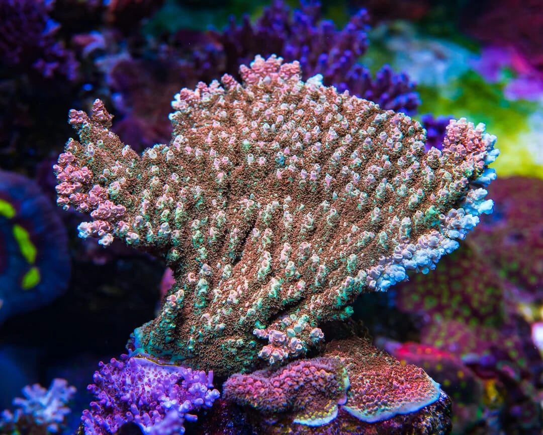 WWC Dirty Love Dreams Acropora 6 WWC Dirty Love Dreams Acropora - Image 4