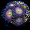 WWC Eye Of Rah Zoanthids -Coral Shop WWC Eye of Rah Zoanthids