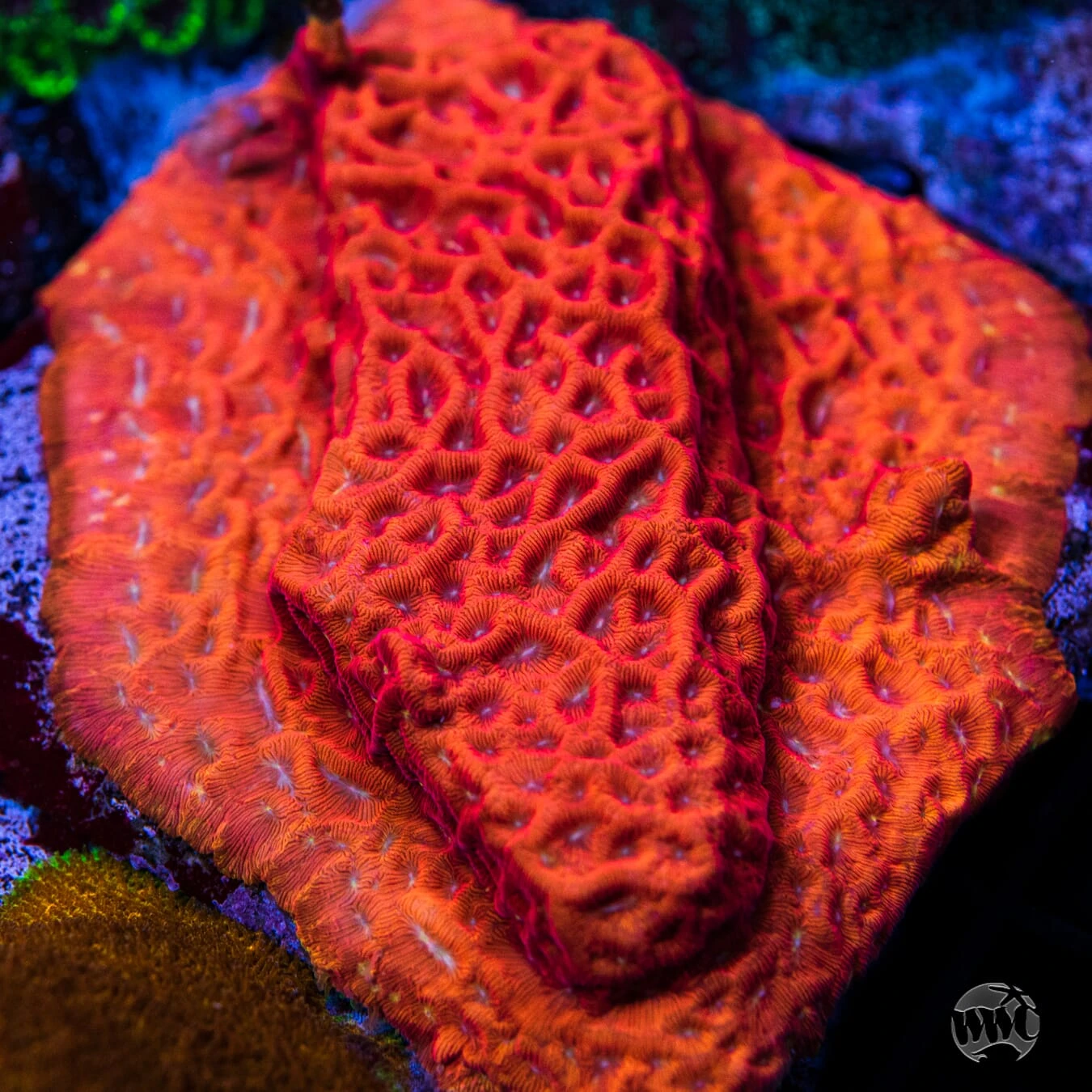 WWC Firebird Leptoseris 4 WWC Firebird Leptoseris - Image 2