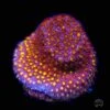 WWC Firestone Stylocoeniella Coral -Coral Shop WWC Firestone Stylocoeniella