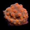 WWC Flicka Flame Cyphastrea Coral -Coral Shop WWC Flicka Flame Cyphastrea