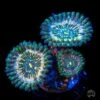 WWC Hawaiian Ding Dang Zoanthids -Coral Shop WWC Hawaiian Ding Dang Zoanthids