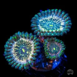 WWC Hawaiian Ding Dang Zoanthids