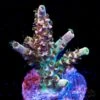 WWC Hollywood Dreams Acropora -Coral Shop WWC Hollywood Dreams Acropora