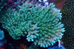 WWC Hollywood Dreams Acropora -Coral Shop WWC Hollywood Dreams Acropora 07745 SM
