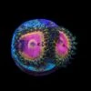 WWC Hungry Eyes Zoanthids -Coral Shop WWC Hungry Eyes Zoanthids act
