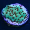Jedi Mind Trick Montipora Coral -Coral Shop WWC Jedi Mind Trick Montipora