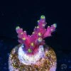 WWC Kobe Bean Acropora -Coral Shop WWC Kobe Bean Acropora
