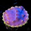 WWC Lakerz Turbinaria Coral -Coral Shop WWC LA Laker Turbinaria 02