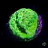 WWC Leapfrog Cyphastrea Coral
