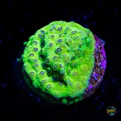 WWC Leapfrog Cyphastrea Coral