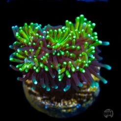 WWC Lemonade Galaxea Coral