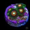 WWC Fizzy Lizzy Zoanthids -Coral Shop WWC Lizzy Fizzy Zoanthids 1