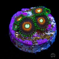 WWC Fizzy Lizzy Zoanthids