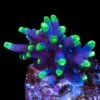 WWC Moonshine Acropora -Coral Shop WWC Moonshine Acropora