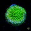 WWC Nightvision Stylocoenilla Coral -Coral Shop WWC Nightvision Styloceniella