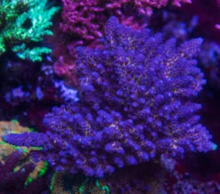 WWC Nuclear Grapes Acropora -Coral Shop WWC Nuclear Grapes Acro IMG 2297 028f7e84 f8bc 4061 85b3 a959790e80ba