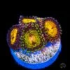 WWC Pandoras Zoanthids -Coral Shop WWC Pandora Zoanthids