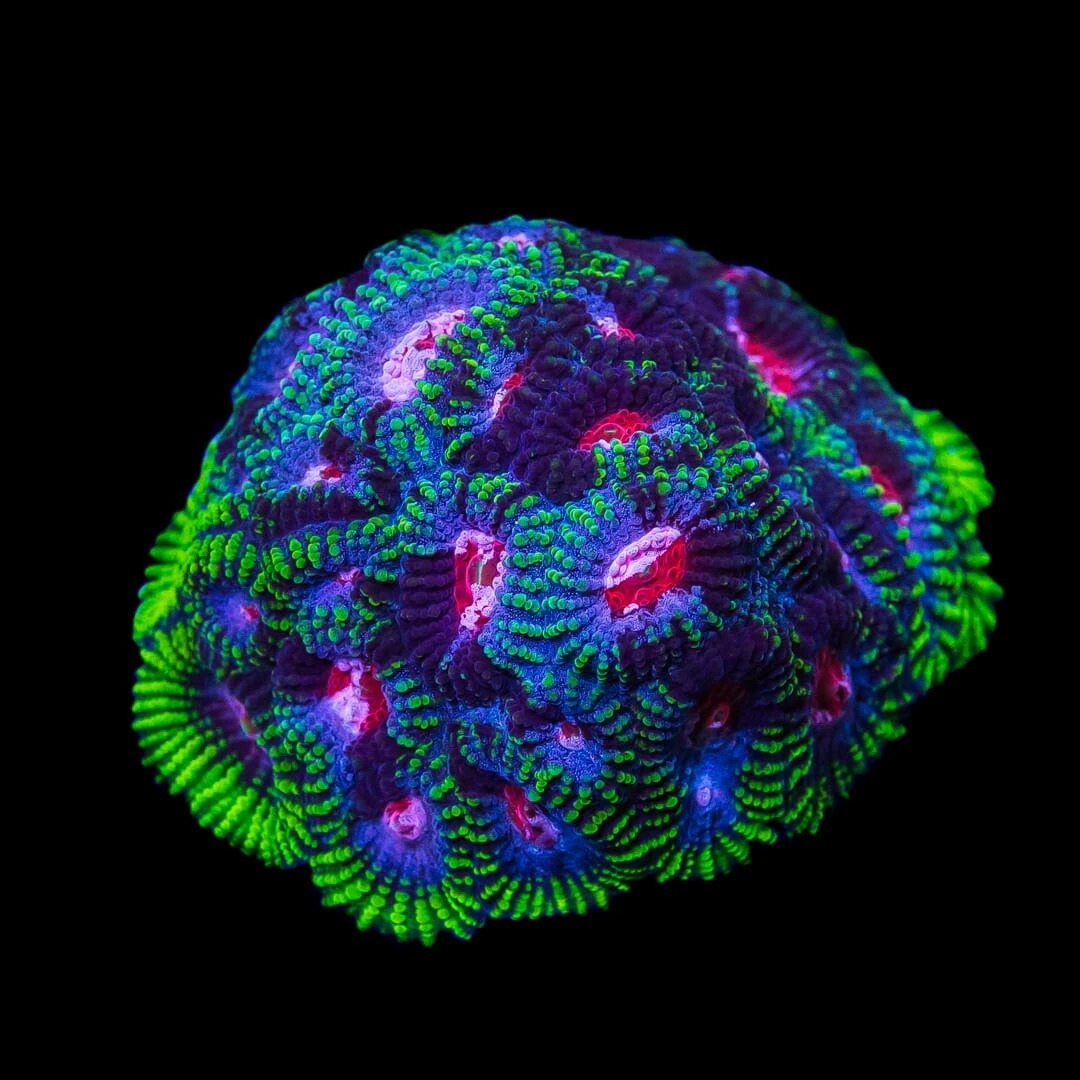 WWC Pinko De Gallo Favia 4 WWC Pinko De Gallo Favia - Image 2