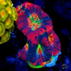 WWC Pit Viper Bowerbanki -Coral Shop WWC Pit Viper Bowerbanki sm 137528e5 f28c 4ef4 bb2f 1416ab2d9948