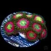 WWC Pixie Dust Zoanthids 1 WWC Pixie Dust Zoanthids -Coral Shop WWC Pixie Dust Zoanthids 2
