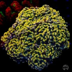 WWC Rainbow Branching Hammer -Coral Shop WWC Rainbow Branching Hammer day