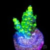 WWC Shark Attack Acropora -Coral Shop WWC Shark Attack Acropora