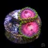 WWC Space Monster Zoanthids -Coral Shop WWC Space Monster Zoanthids 2