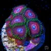 WWC Space Queen Zoanthids -Coral Shop WWC Space queen zoanthid