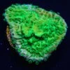 WWC Spearmint Montipora Cap Coral -Coral Shop WWC Spearmint Montipora Cap 2