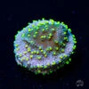 WWC Street Lights Montipora Coral -Coral Shop WWC Streetlight montipora