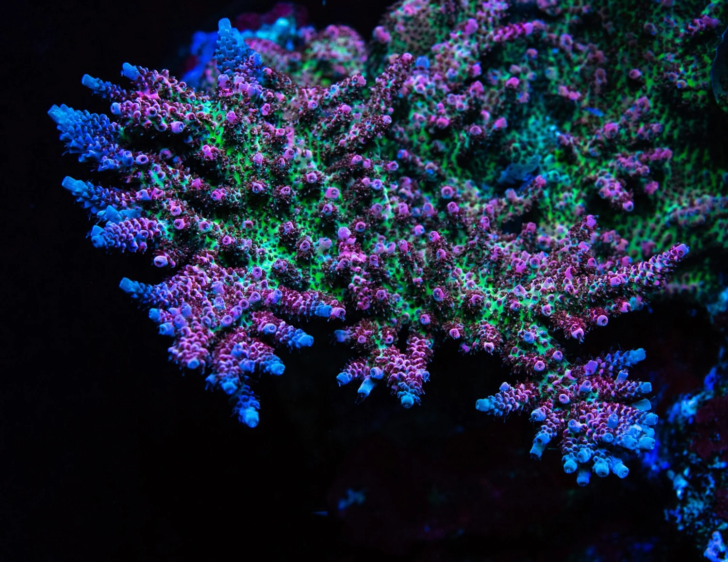 WWC Suicide Squad Acropora 5 WWC Suicide Squad Acropora - Image 3