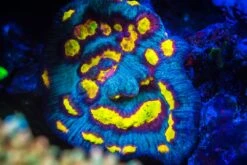 WWC Sun Drop Chalice -Coral Shop WWC Sun Drop Chalice 06372 SM db76e4f6 1d87 45a4 9b67 11caf315fe12