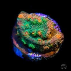 WWC Tutti Fruiti Grafted Cyphastrea Coral