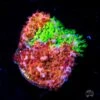 WWC Two Face Stylocoeniella Coral -Coral Shop WWC Two Face Stylocoeniella Coral