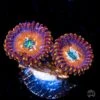 WWC Warlock Zoanthids -Coral Shop WWC Warlock Zoanthids 2