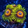 WWC Wildflower Zoanthids