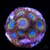 WWC Wolverine Zoanthids -Coral Shop WWC Wolverine Zoanthids 2