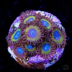 WWC Wolverine Zoanthids