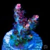 WWC Wow Acropora -Coral Shop WWC Wow Acropora