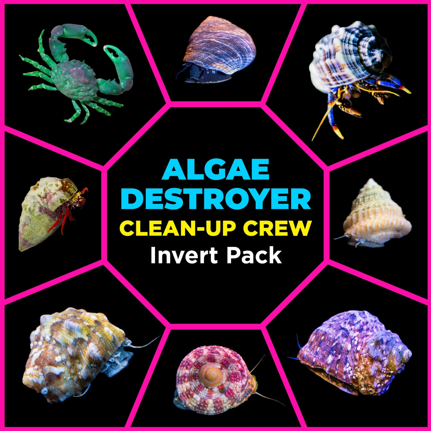 Algae Destroyer Clean Up Crew Invert Pack 3 Algae Destroyer Clean Up Crew Invert Pack